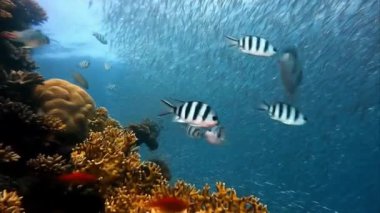 Deniz balıklarının sualtı görüntüsü