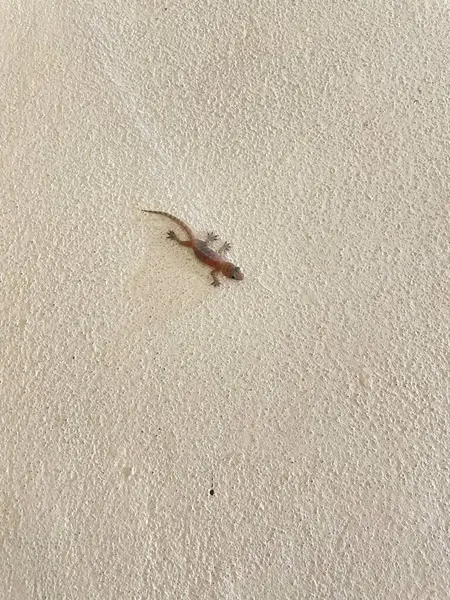 Duvardaki kertenkele, beyaz ve kahverengi bir kertenkeleye yaklaş.