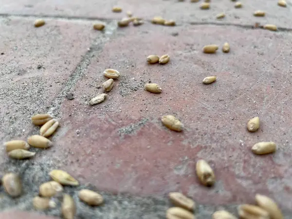 Taş kaldırım dokusu arkaplanı