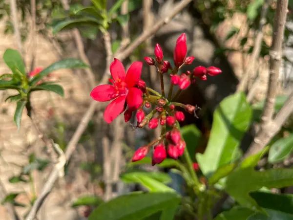 Bahçedeki kırmızı çiçekler
