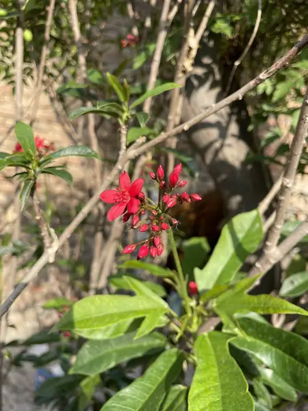 Güzel botanik fotoğrafı, doğal duvar kağıdı.