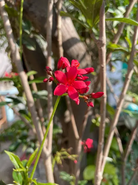 Bahçedeki kırmızı çiçek