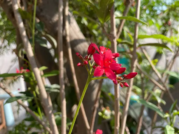 Bahçedeki kırmızı çiçek