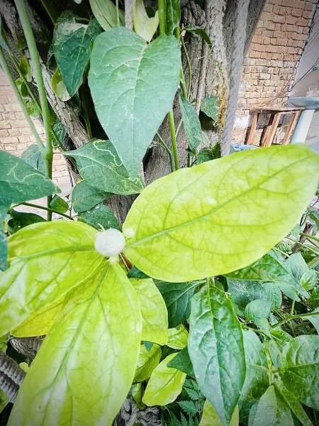 Yeşil yapraklar, bitki örtüsü ve yapraklar, doğa yaprakları.