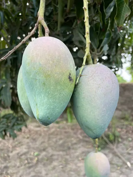 Bahçede taze mango