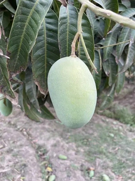 Ağaçtaki yeşil elma