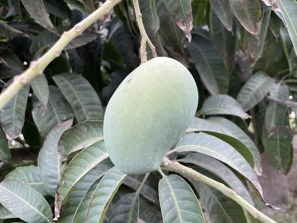 Ağaçta yeşil mango