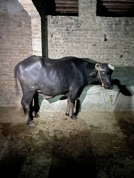 Genç bir bufalonun siyah fotoğrafı.