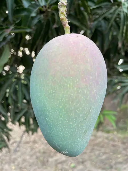 Ağaçta yeşil mango