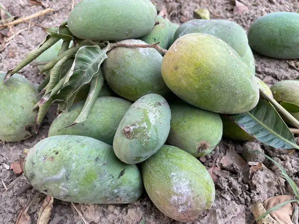 Ağaçta yeşil mango