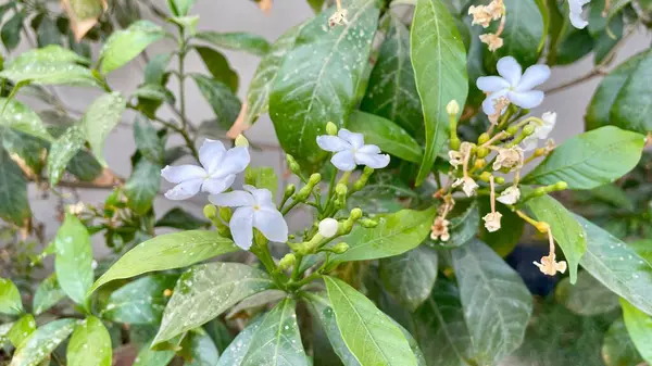 Ağaçtaki yeşil yapraklar