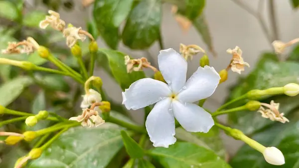 Bahçedeki güzel çiçekler