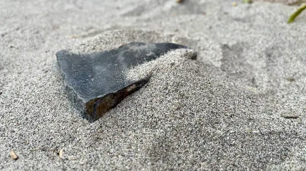 Kumlu bir kumdaki deniz kabuklarının yakın görüntüsü