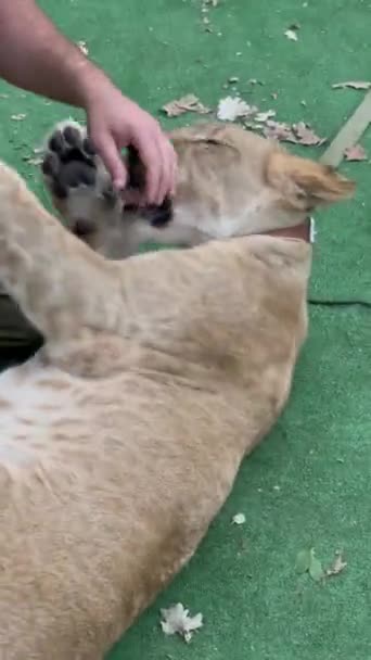 人間の友人との遊び心のあるライオンのカップのイメージ 人間と交流する野生動物 高品質の4K映像 — ストック動画