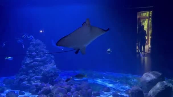 거대한 수족관의 물에서 Stingray의 수족관에서 재미있는 물고기 세계를 탐험합니다 고품질 — 비디오