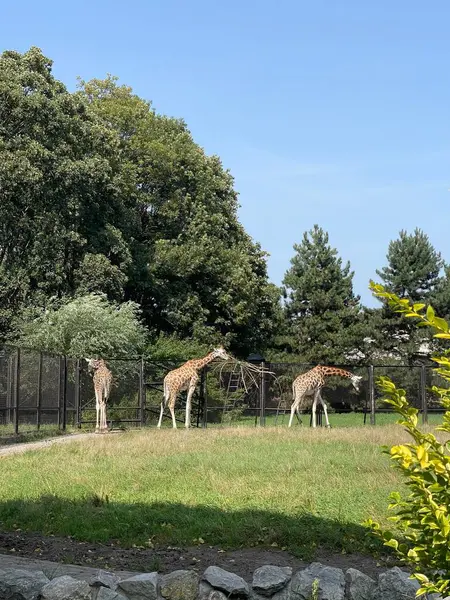 Varşova 'da hayvanat bahçesi, vahşi yaşam hayvanları. Yüksek kalite 4k görüntü
