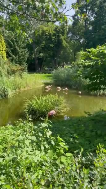 Zoo Varsovie Animaux Sauvages Images Haute Qualité — Video