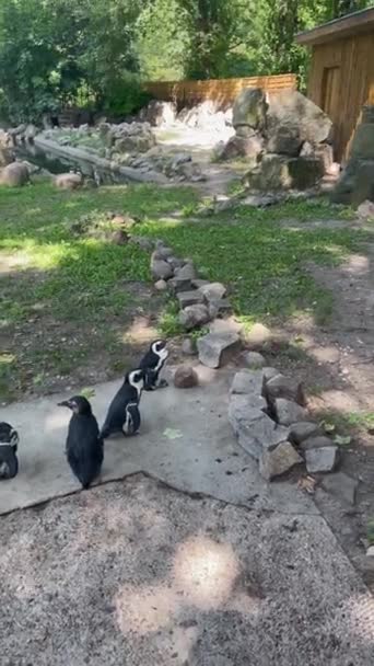 Zoo Warszawie Zwierzęta Dzikie Wysokiej Jakości Materiał — Wideo stockowe