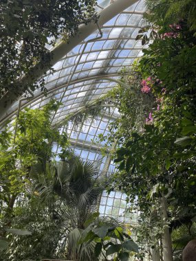  Bu, Schonbrunn Palas Parkı 'ndaki Palm House portakallarının yapay iç mekanı. Yüksek kalite fotoğraf
