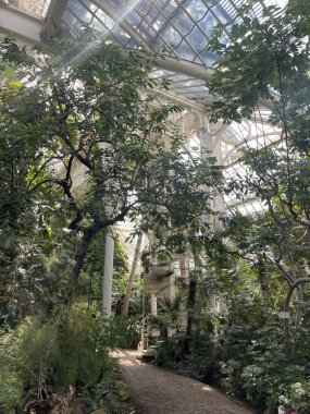  Bu, Schonbrunn Palas Parkı 'ndaki Palm House portakallarının yapay iç mekanı. Yüksek kalite fotoğraf