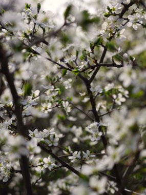 Güzel botanik fotoğrafı, doğal duvar kağıdı.