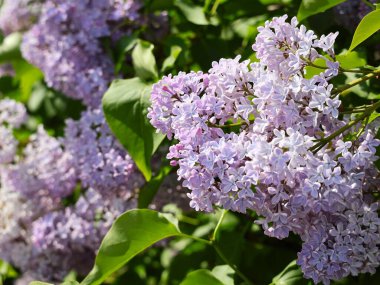 Bahar bahçesinde çiçek açan leylak çiçekleri