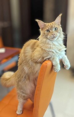 Turuncu sandalyedeki Maine Rakunu