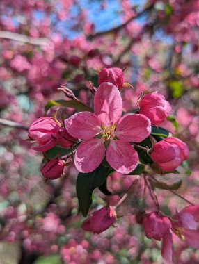 Elma ağacı çiçek açar, bahar, güneşli bir gün
