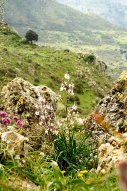 Güzel çiçeklerin manzarası