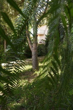 Parktaki bir ağacın yakın plan fotoğrafı.