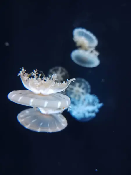 Siyah arkaplanda denizanasına yakın çekim.