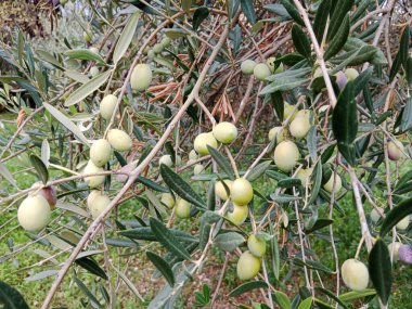 Bir zeytin ağacının dalları. Olgunluğun farklı aşamalarında birçok meyveleri vardır. Zeytinlerin rengi açık yeşildir. Bazıları hafif mor renktedir. Dar, grimsi yeşil yaprakların arasında asılıdır..