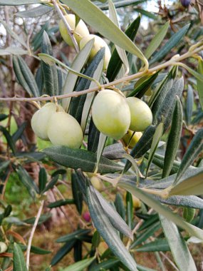 Bir zeytin ağacının dalları. Olgunluğun farklı aşamalarında birçok meyveleri vardır. Zeytinlerin rengi açık yeşildir. Bazıları hafif mor renktedir. Dar, grimsi yeşil yaprakların arasında asılıdır..