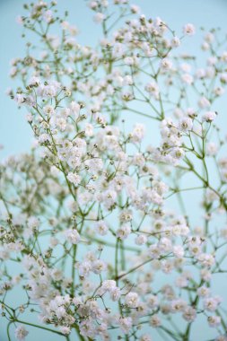 Mavi arka planda kar beyazı çingene çiçekleri. Hassas ve zarif şişkinlikler bir hafiflik ve romantizm hissi yaratır.