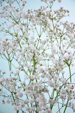 Mavi arka planda kar beyazı çingene çiçekleri. Hassas ve zarif şişkinlikler bir hafiflik ve romantizm hissi yaratır.