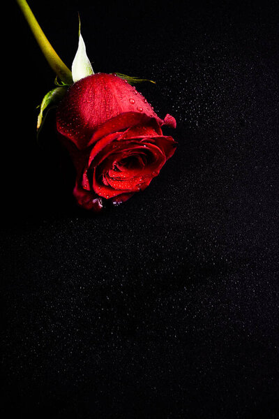 red rose on a black background