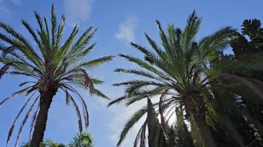 Mavi gökyüzüne bakan iki palmiye ağacının alt görüntüsü. Güneşin ışınları rüzgardaki yeşil yaprakları delip geçer.