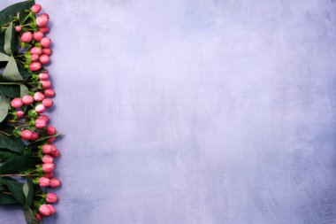 Leylak desenli arkaplanda pembe böğürtlenli Hypericum dalı.