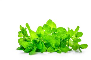 Beyaz arka planda bir sürü taze yeşil nane. Parlak, zengin yapraklar ve berrak doku.