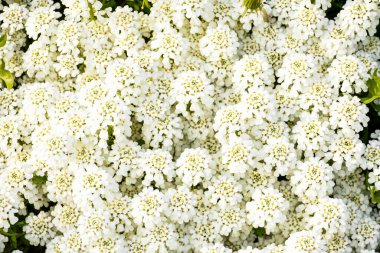 Beyaz çiçek açan şeker çiçeklerine (İberis sempervirens) yakın çekim. Bahar çiçeği arkaplanı. Doğal bahçe dokusu.