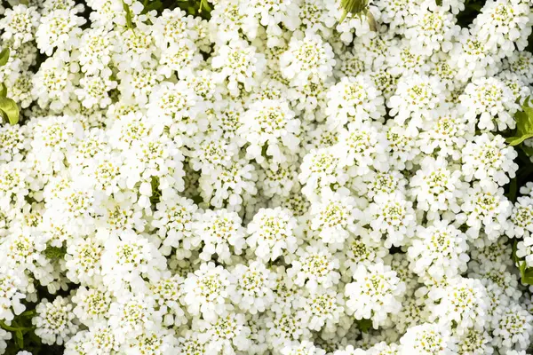 Beyaz çiçek açan şeker çiçeklerine (İberis sempervirens) yakın çekim. Bahar çiçeği arkaplanı. Doğal bahçe dokusu.