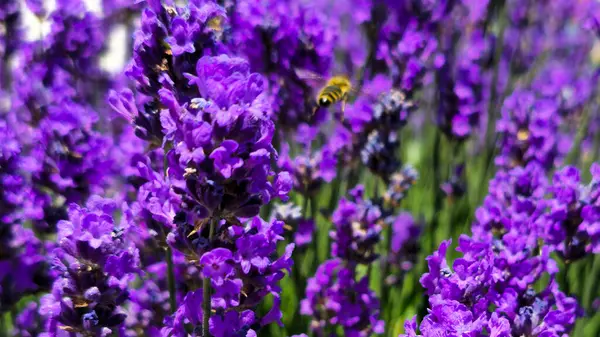 Lavanta çiçekleri ve yaz bahçesinde uçan arı, yakın plan. Bal arılarıyla döllenmiş mor lavanta tarlası. Aromatik otlar ve uçan böceklerle dolu doğal bir arka plan..