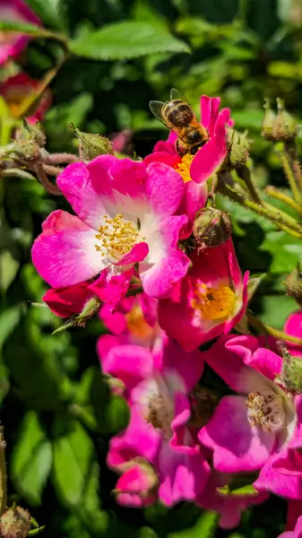 Yaz bahçesinde parlak pembe çiçekleri tozlaştıran arı, yakın çekim makro fotoğrafçılık.
