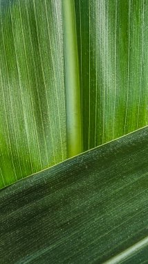 Yeşil bir mısır yaprağına yakın plan ve belirgin damar dokusu. Tasarım ve yazdırma projeleri için makro çekim, soyut doğal arkaplan.