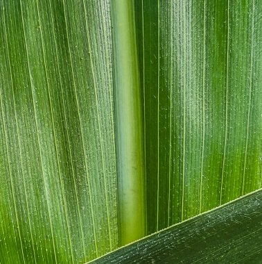 Belirli damarları olan yeşil bir mısır yaprağının makro fotoğrafçılığı. Boylamsal çizgileri olan soyut doğal doku, yeşil ve yumuşak ışığın parlak tonları.