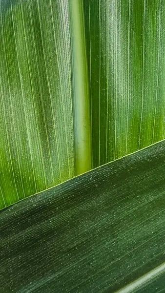 Yeşil bir mısır yaprağına yakın plan ve belirgin damar dokusu. Tasarım ve yazdırma projeleri için makro çekim, soyut doğal arkaplan.