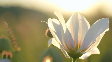 Güneş ışığının arka planında beyaz bir kır çiçeğinin yakın çekimi