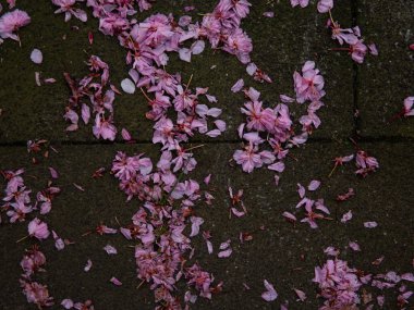 Asfaltta pembe sakura çiçekleri.
