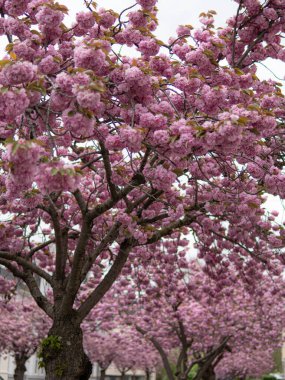 Almanya sokaklarında çiçeklerdeki sakura ağaçları