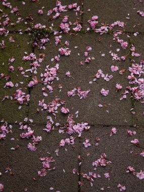 Asfaltta pembe sakura çiçekleri.